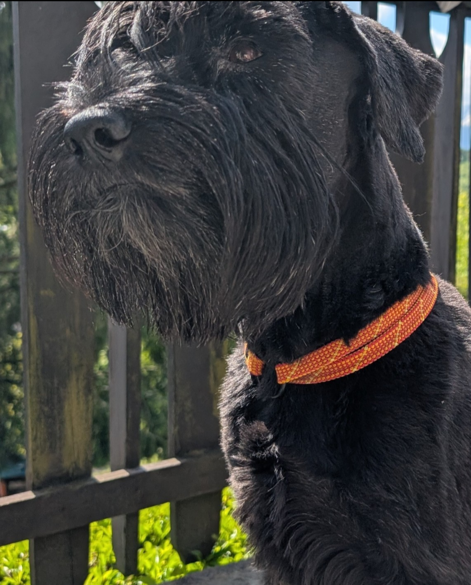 Hundehalsband