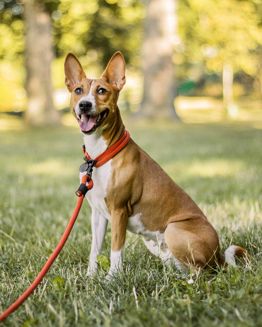 Hundeleine/Halsband, Set