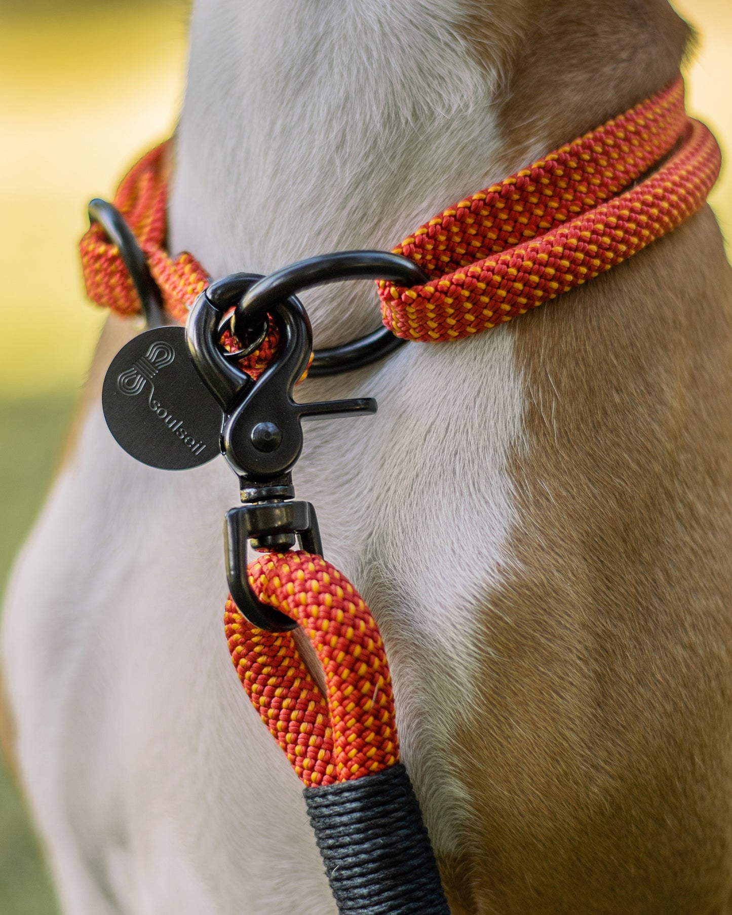 Hundeleine/Halsband, Set