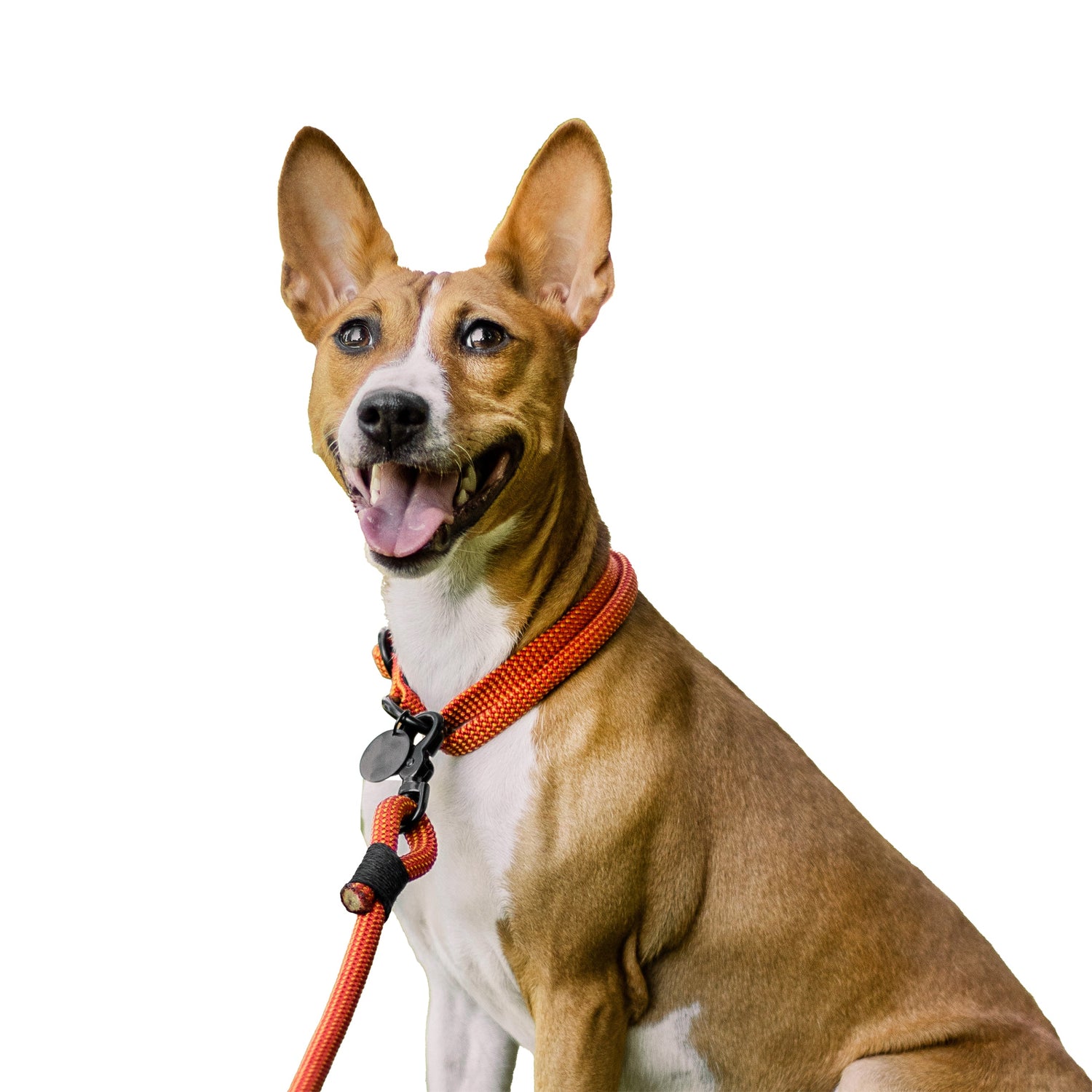 Hunde-Accessoires