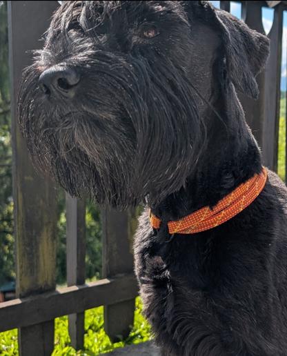 Hundehalsband