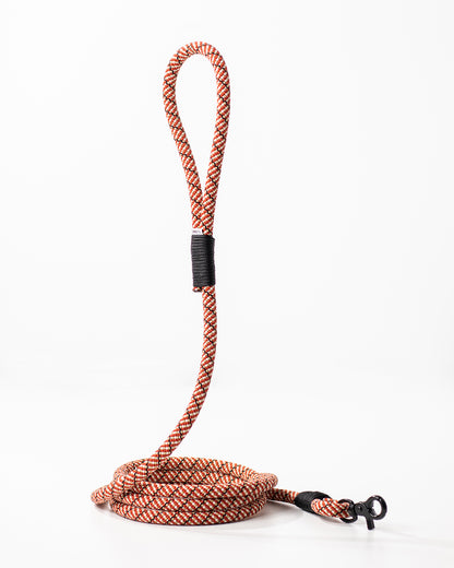 Hundeleine/Halsband, Set