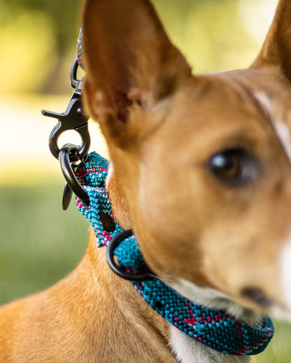 Hundehalsband, versch. Farben