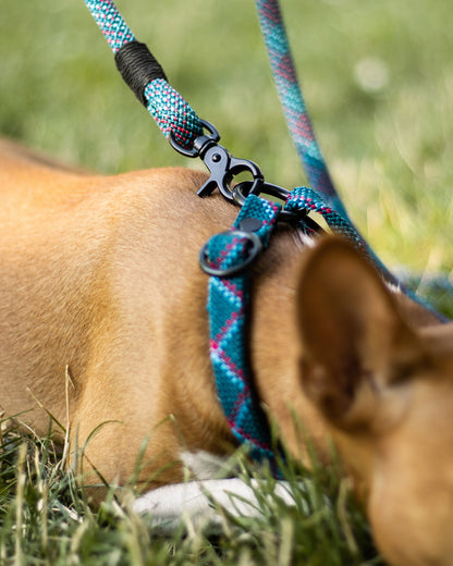 Hundehalsband, versch. Farben