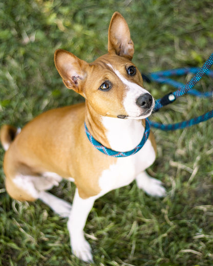 Hundeleine, versch. Farben