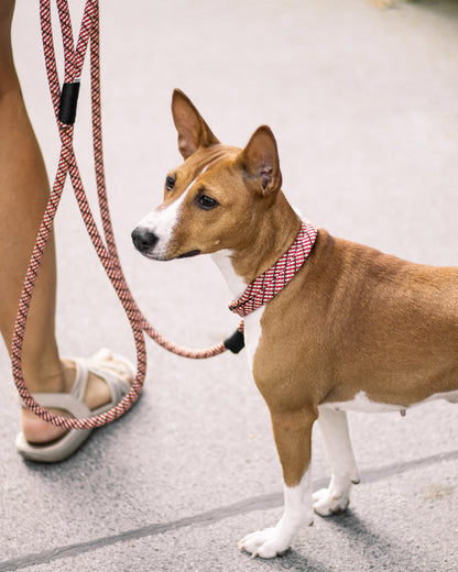 Hundehalsband, versch. Farben