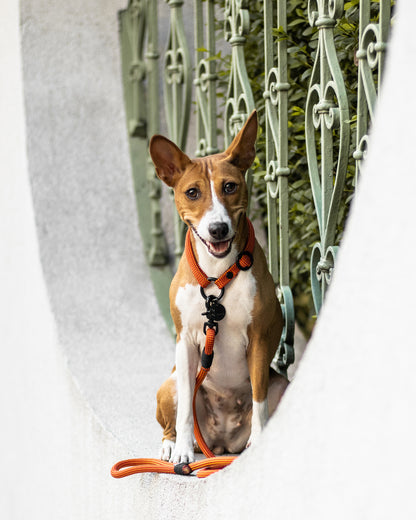 Hundeleine/Halsband, Set